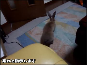 うちのうさぎ[来て帰る]
