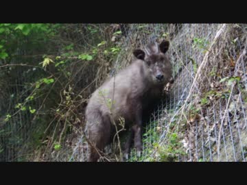 忍に跨り四国を巡る　part2