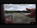 6.06それたん師栗山川、本流へら釣 ①x264.aac.mp4