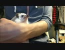 ササミを食べるハリネズミ