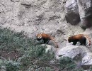 [動物園]じゃれあうレッサーパンダ