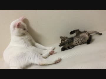 【宇宙猫兄弟】保護猫、保護子猫の前で猫離れしたムーブをする