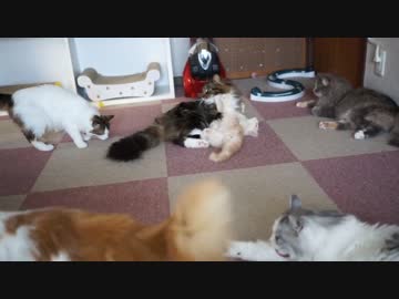 【#422】 撫でたり暴れまわったり　【猫万歳】