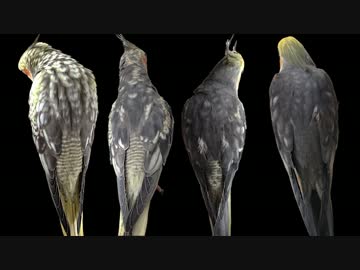 【オカメインコ】羽色の変化【パール】