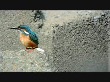 野鳥観察2015年6月7日