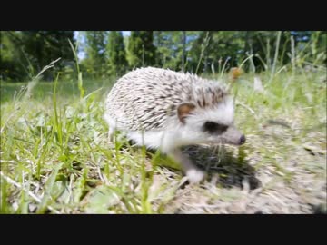 ハリネズミのビビ、走りまくる