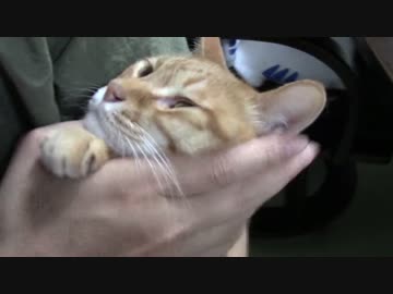 拾いねこ＠生後1069/1036日目　人間が半日留守だったのでちょーgrgrモード