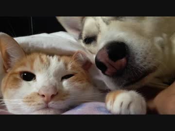 かまって欲しいわんこと、かまいたくないヌコ