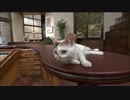 にゃーにゃまとめ2015.05.23.mp4