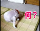何でしょう?