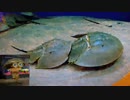 【地声実況】水族館の人がイカ達とエンジョイ！【Splatoon(1)】