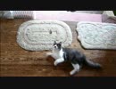 とある田舎の猫事情　～みー太君、寝転がったまま遊ぶ～