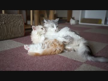 【#423】 今日のにゃんず　【猫万歳】