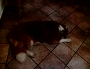 犬のいびきが宇宙戦争のトライポッドの音に激似