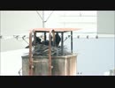 カラスの子育て、雛への給餌7 【ハシブトガラス】