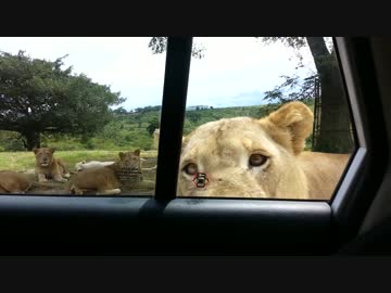 車の中でライオンを観察していたら…