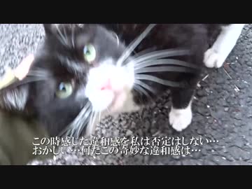 【公園猫戦争】視界が茶トラ色