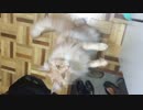ネコが２本足で立った！！　そして手を動かす♪　♪　