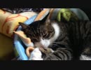 うちの猫の寝姿を撮影してみた（６月９日）