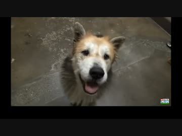 (∪´・ω・)→（∪＾ω＾）捨て犬保護シリーズ　27