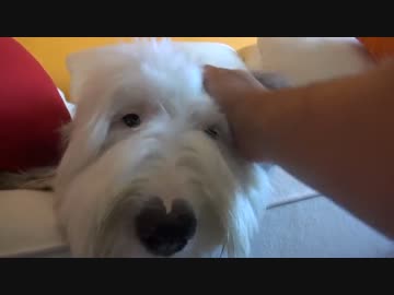 (∪´・ω・)→（∪＾ω＾）捨て犬保護シリーズ　28