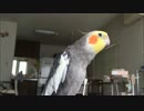 【オカメインコ】ダースベーダーのテーマを教えて1ヶ月後