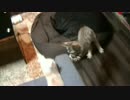 【ティガー＆ロビンの生活記】　猫の戦いを実況してみた