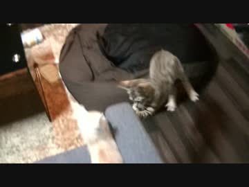 【ティガー＆ロビンの生活記】　猫の戦いを実況してみた