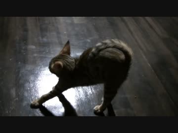 【ティガー＆ロビンの生活記】　帰ったら布団に血が付いてた(´・ω・`)