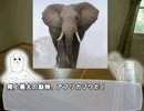 【ゆっくり解説】やる夫で学ぶ巨大生物１７【アフリカゾウ】