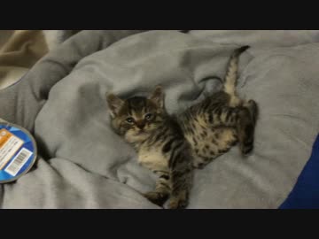 【宇宙猫兄弟】保護猫1号、斬新過ぎるポーズで保護子猫を見守る