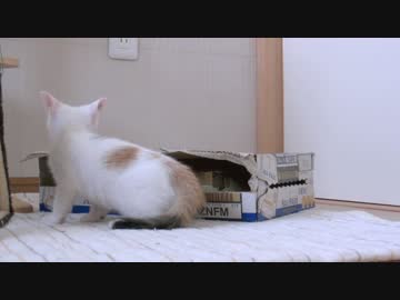 くるねこ大和　鬼胡桃関の稽古 20150610