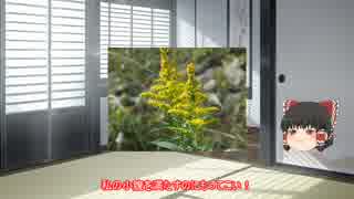 【WOT】雑草れいむの戦車道Part11