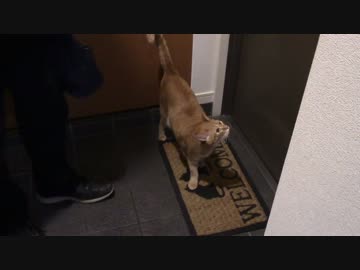 拾いねこ＠生後1072/1039日目　最近お出迎え動画多い気がする