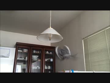 【オカメインコ】飛びつき混沌クッキング