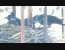 カラスの子育て、雛への給餌9 【ハシブトガラス】