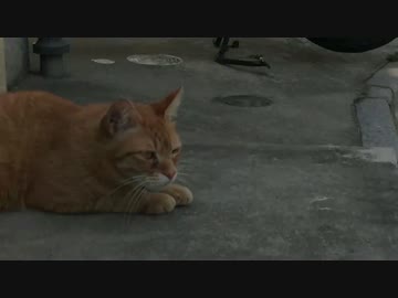 デキる猫（オトコ）は毛皮から…人懐こい茶トラ猫、男前になる