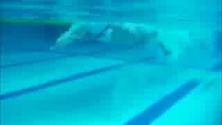 人気の クロール 動画 93本 ニコニコ動画