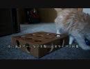 【#424】 新しいおもちゃとか　【猫万歳】