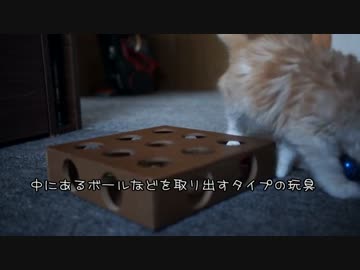 【#424】 新しいおもちゃとか　【猫万歳】