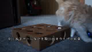 【#424】 新しいおもちゃとか　【猫万歳】