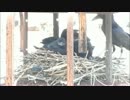 カラスの子育て、雛への給餌10 【ハシブトガラス】