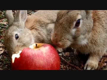 【250TR】ニート予備軍がツーリングしてみた～09～【車載動画】