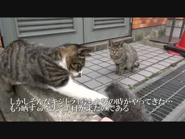 ネコと和解した