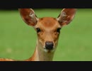deer…