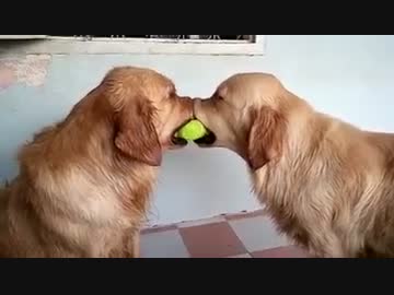 【かわいすぎ】２匹でボールを取り合っていたら…！？ｗ