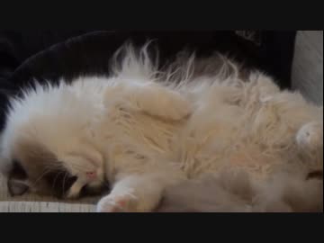 ラグドールのレオ　Vol79 寝相が天使のような猫