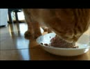 【拾い猫】猫缶を食べると･･･(；ω；)ブワァ！