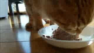 【拾い猫】猫缶を食べると･･･(；ω；)ブワァ！