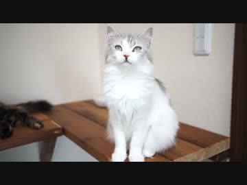 【#425】 話しかけてきたり　【猫万歳】